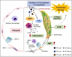 Microplastics and nanoplastics, emerging pollutants, increased the