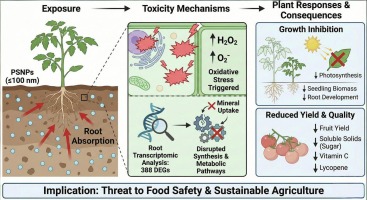 Effects of polystyrene nanoplastics on tomato plant growth, fruit