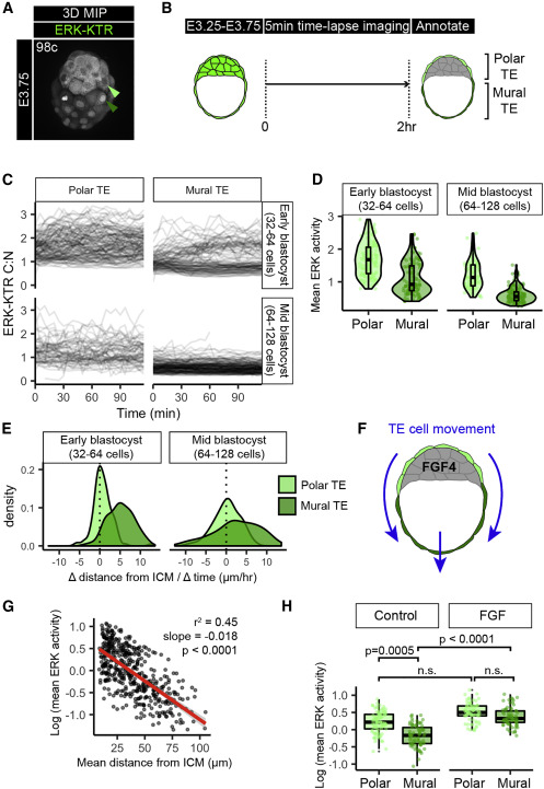 Live Visualization of ERK Activity in the Mouse Blastocyst Reveals