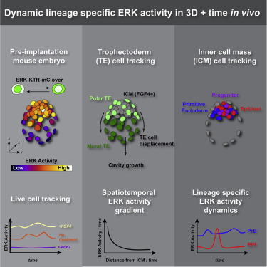 Live Visualization of ERK Activity in the Mouse Blastocyst Reveals