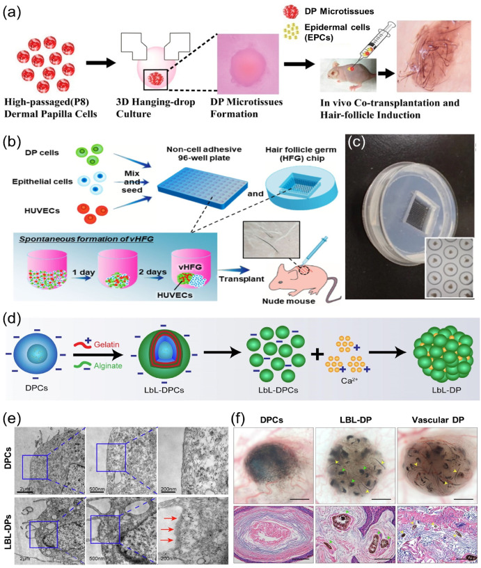 Materials-based hair follicle engineering: Basic components and