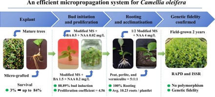 An efficient in vitro regeneration system for adult Camellia