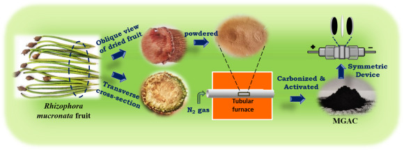 A spongy Rhizophora mucronata derived ultra-high surface area
