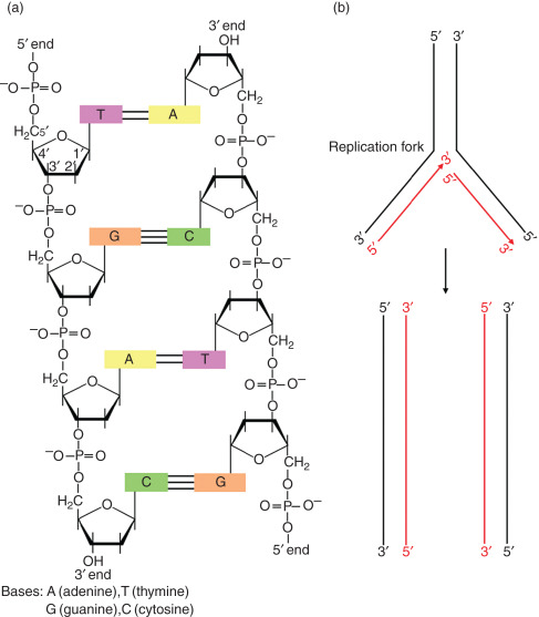 DNA Strand - an overview | ScienceDirect Topics