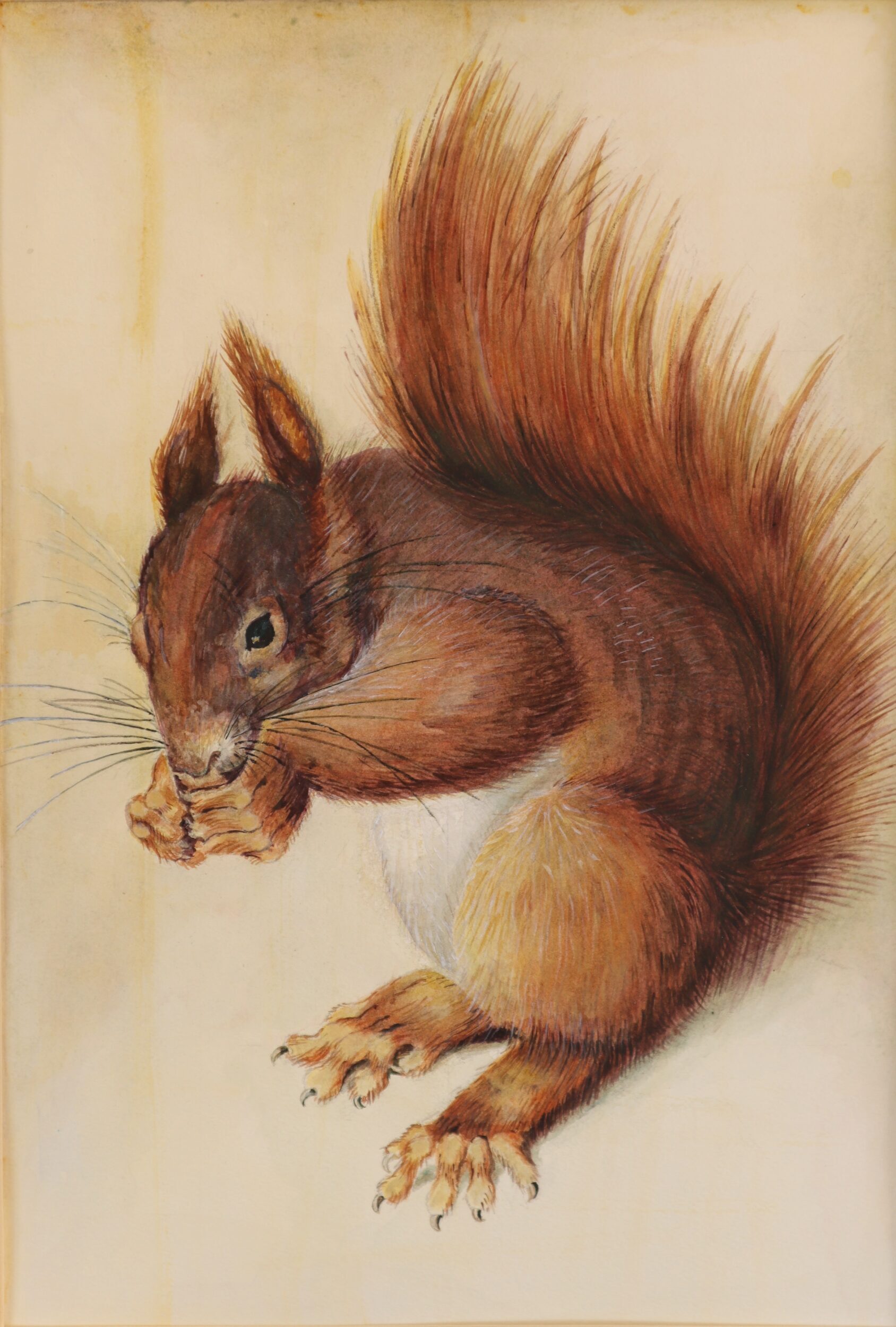 リス/ Squirrel | Libli-Art