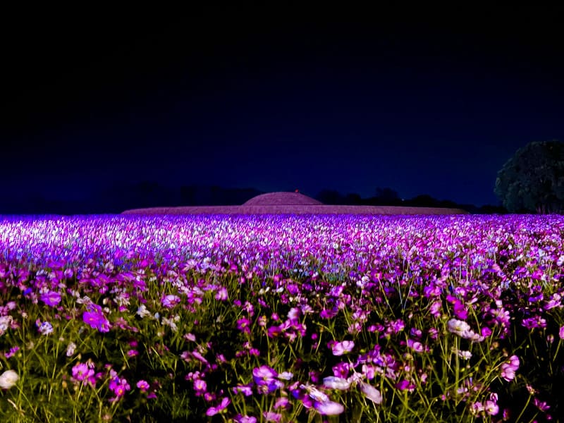 西都原古墳群｜幻想的な美しさ！コスモス畑のライトアップ。注意点も