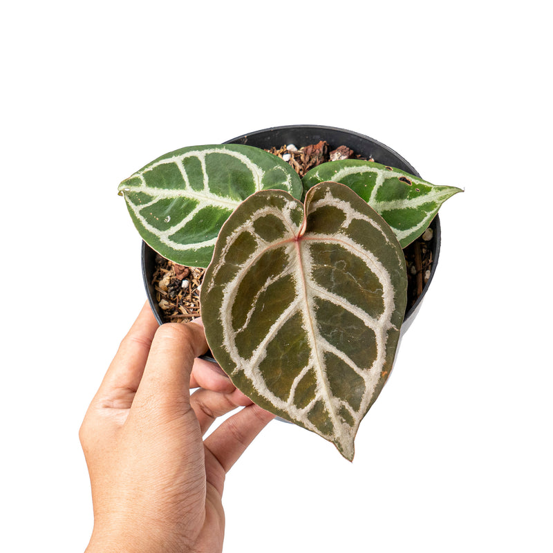 Anthurium red crystallinum NSE X dorayaki – Aroid Market