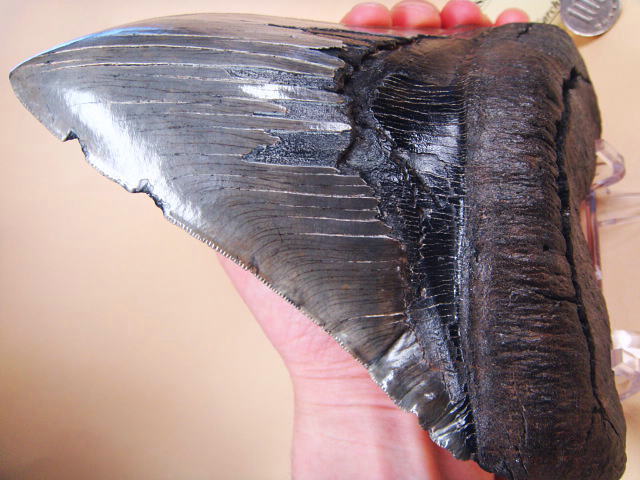 化石ギャラリー｜メガロドンの歯