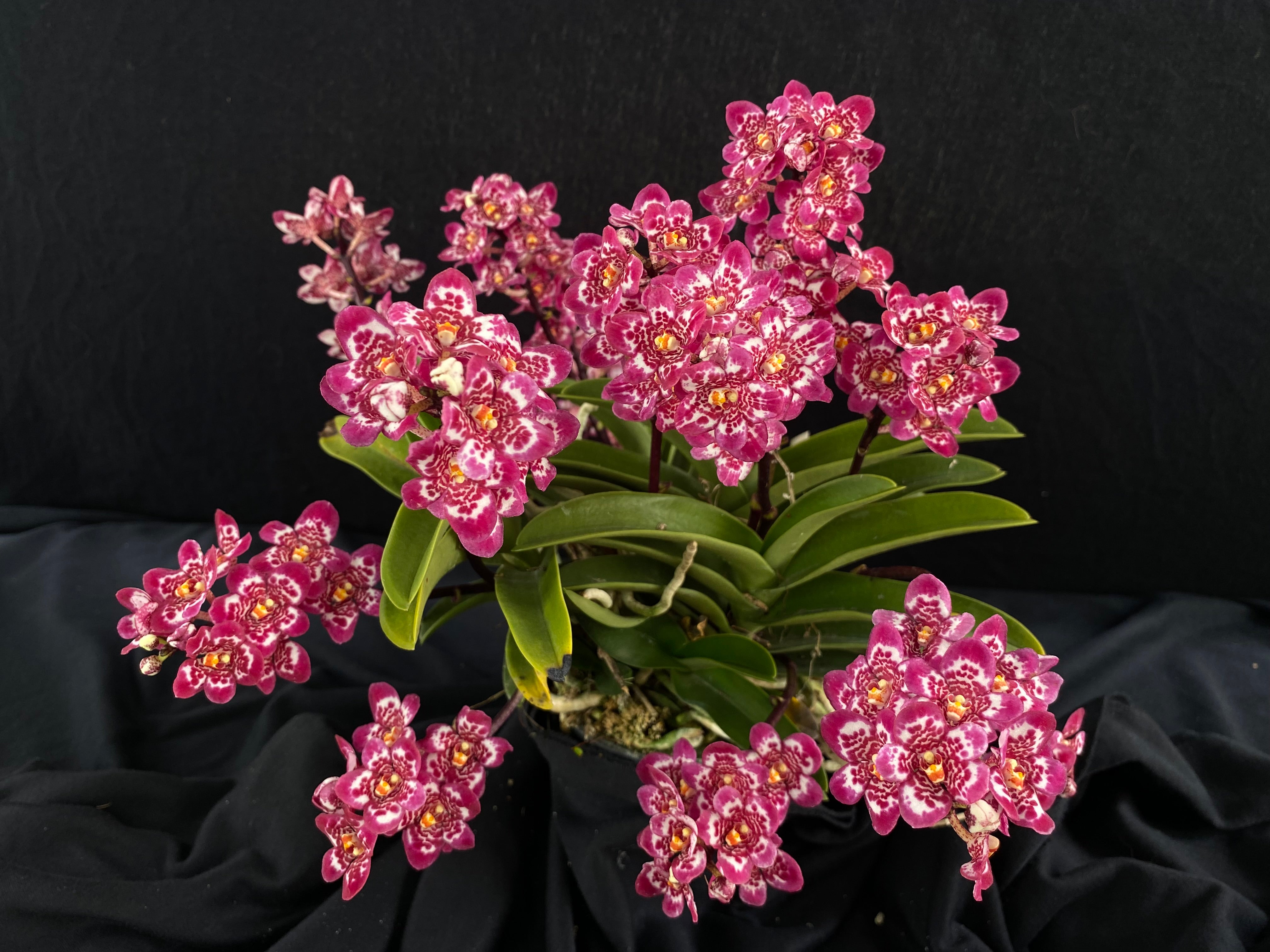 Soft-cane Dendrobium Orchid Seedling. JAL003 (Lucky Gold 'Justin