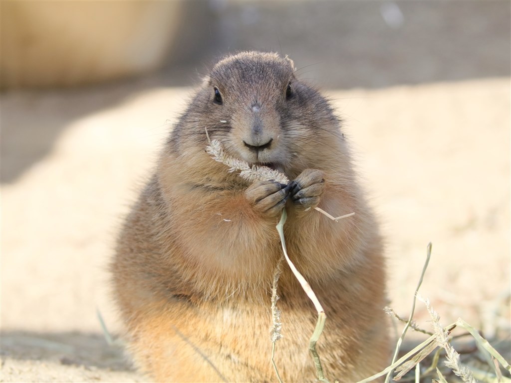 動物園用に、55-250STMか70-300IIか。』 CANON EF-S55-250mm F4-5.6 IS