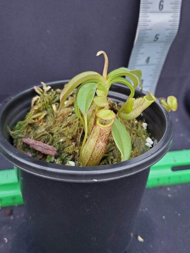 NEPETHICA ネペンテス SEALED BOTTLE PLANTS NCYP Closed Geometric