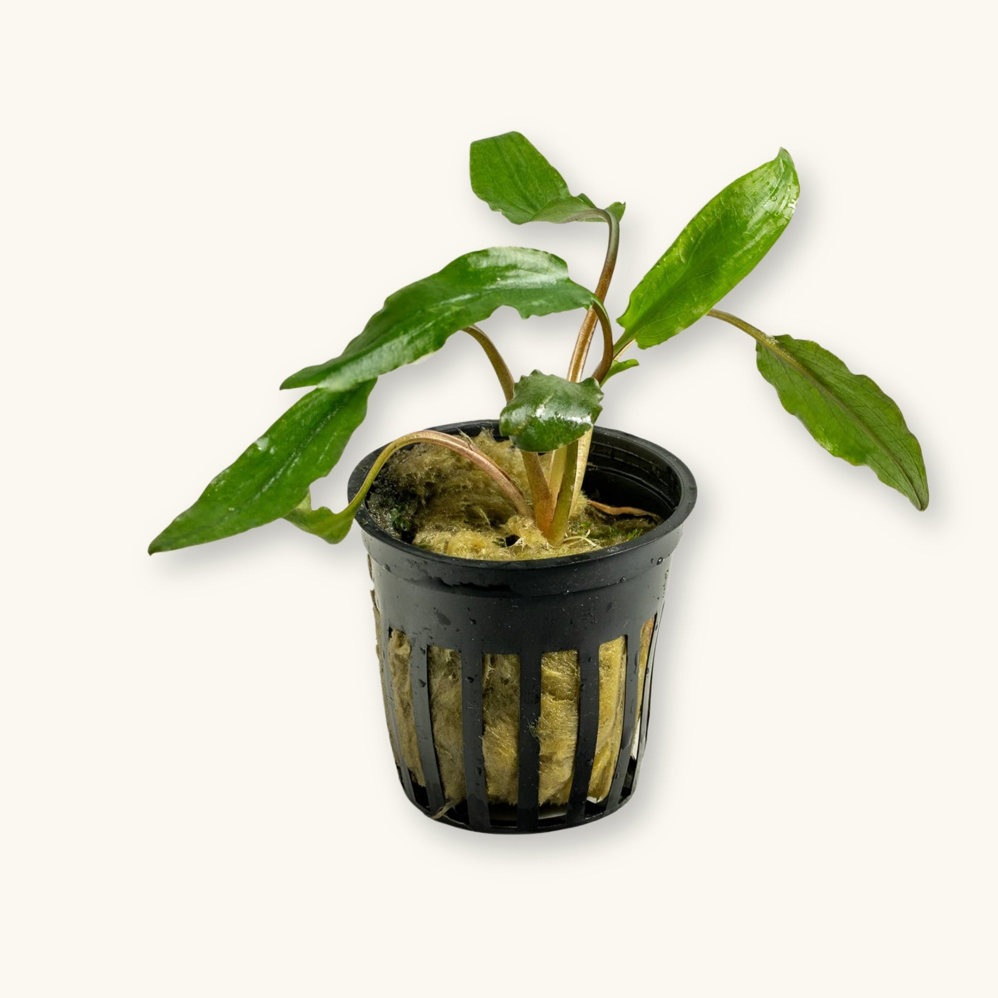 Cryptocoryne grabowskii 