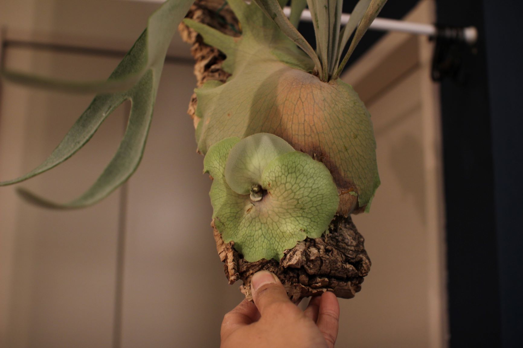 子株を株分けするタイミングについて考えてみたけど