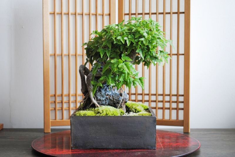 圧巻！石付き楓の情景盆栽 【情景盆栽鉢】☆1点物☆ - インテリア盆栽