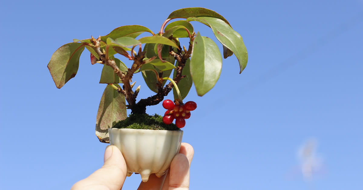 美男葛（ビナンカズラ）の魅力｜キミのミニ盆栽びより