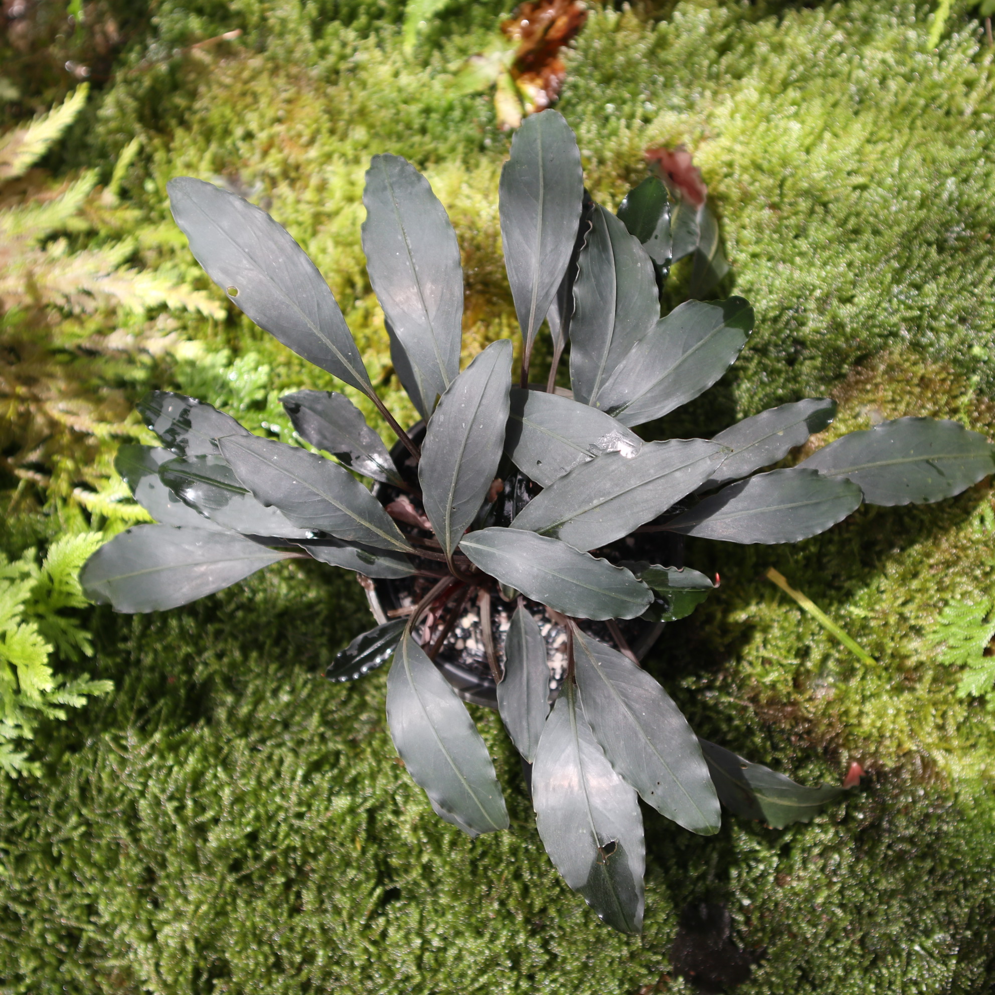 Bucephalandra sp. Dark Afika - Borneo Aquatic