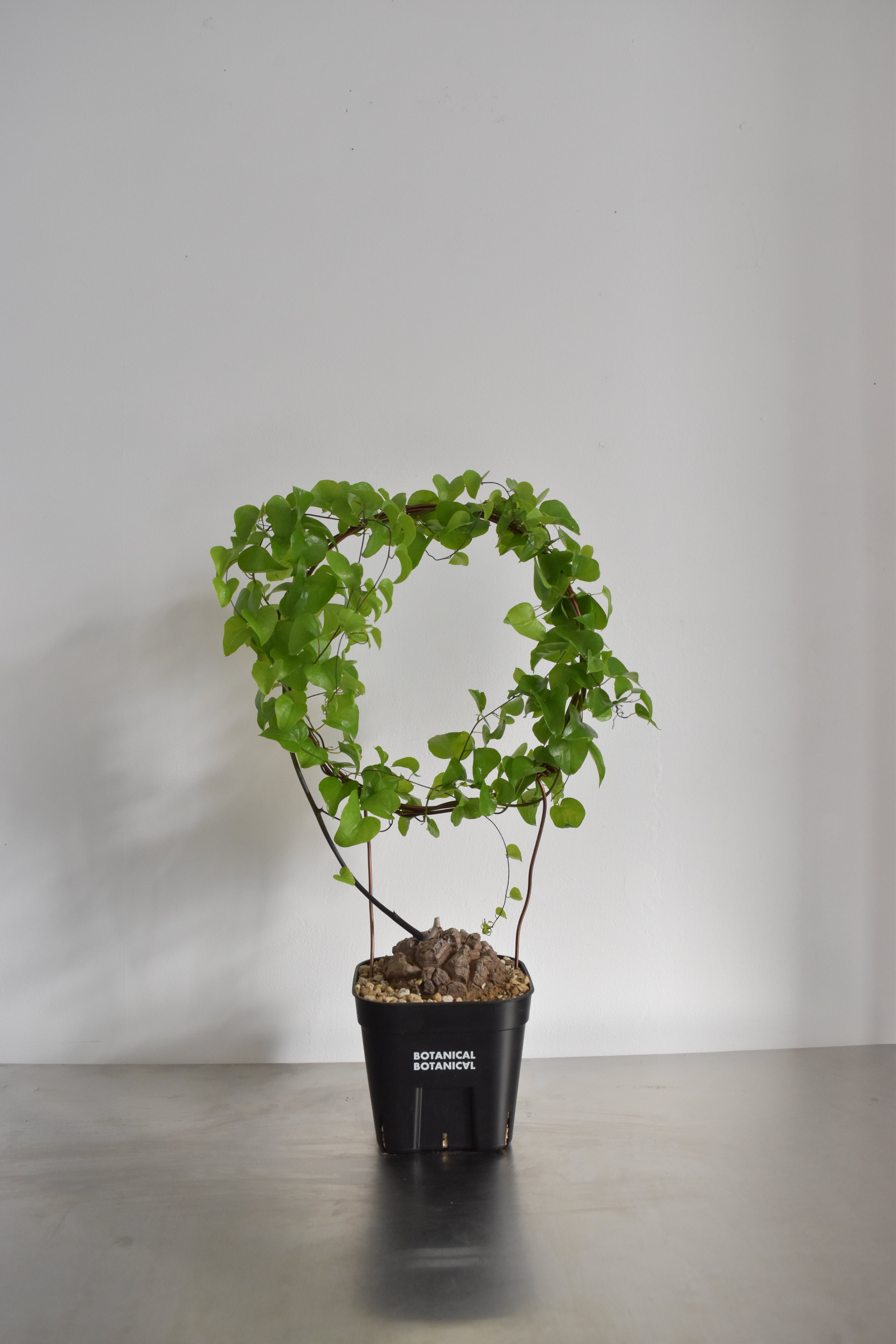 ボタニカルラボページ ボタニカルラボページ BOTANICAL Lab】予約