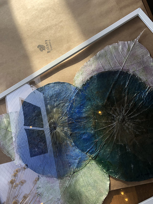 作品紹介 蓮の葉 インド菩提樹 アクリルフレーム｜ボタニーペイン