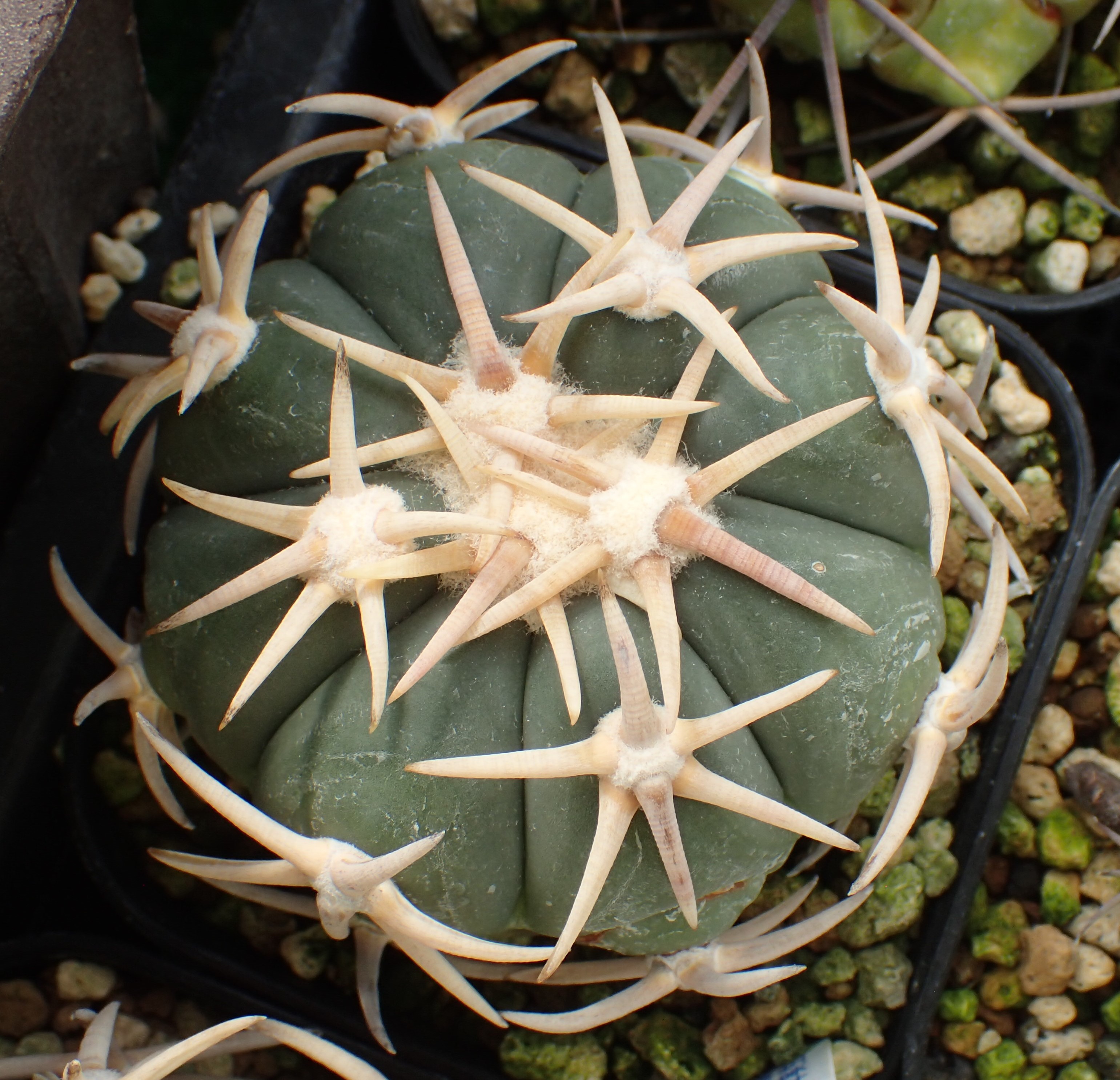 実生10年の太平丸類 - アレオーレのブログ