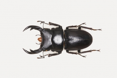 オオクワガタ標本 福島 | クワガタ飼育日記