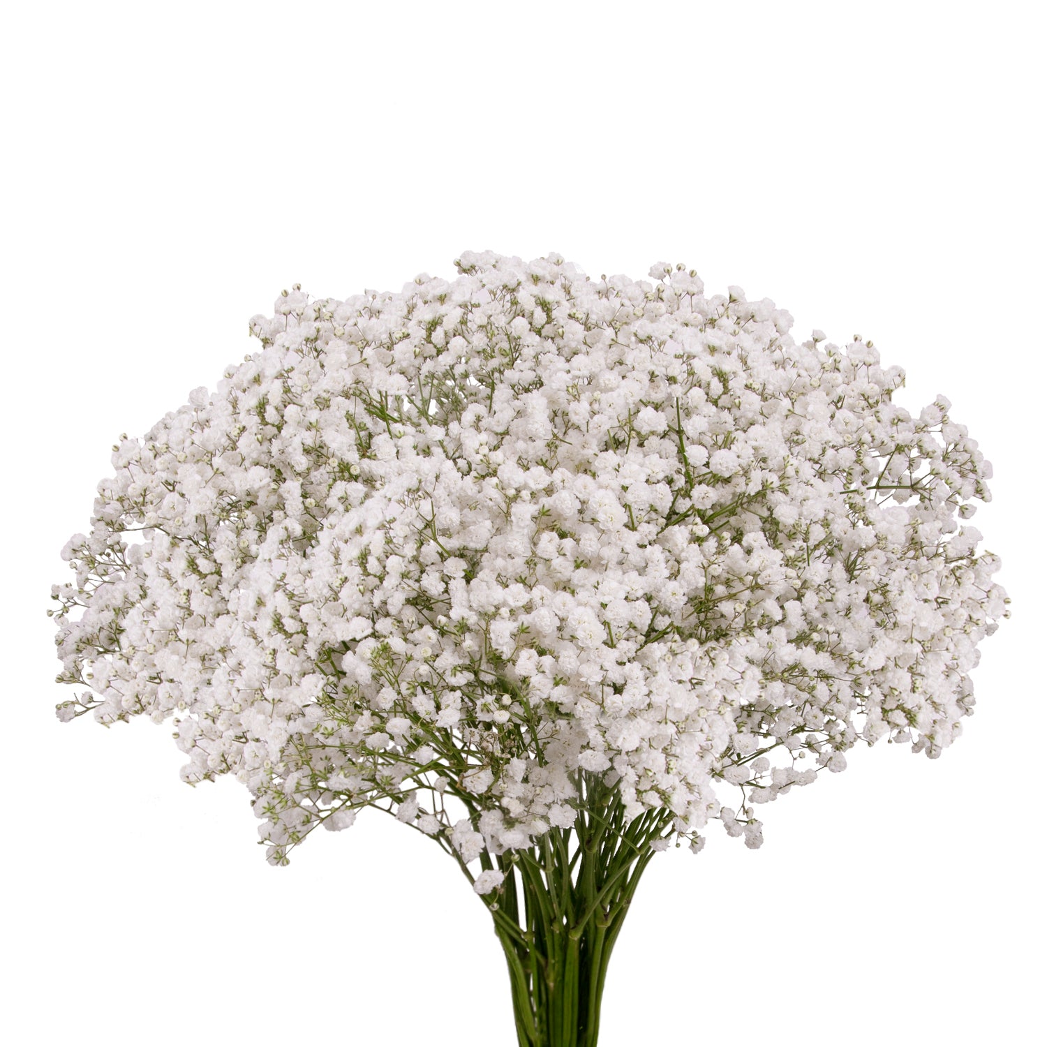 Gypsophila_-