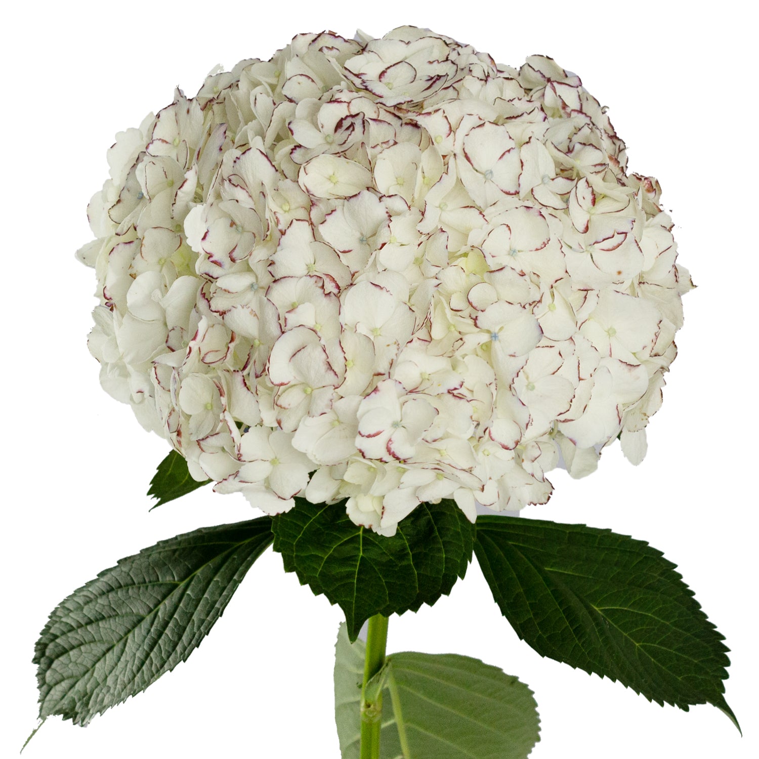 Peppermint_Hydrangeas_Blooming