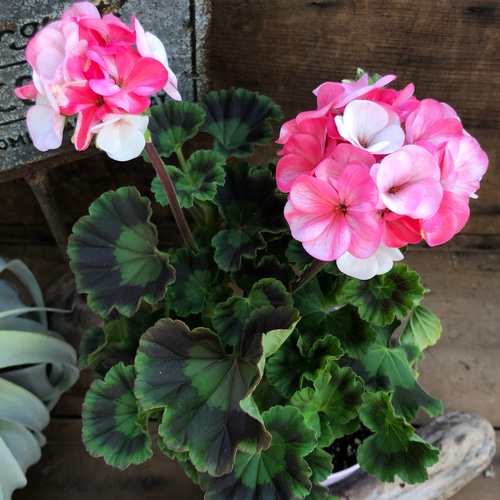 専用リンク 蕾付き 日本初ゼラニウム 希少品種ゼラニウム 専用リンク