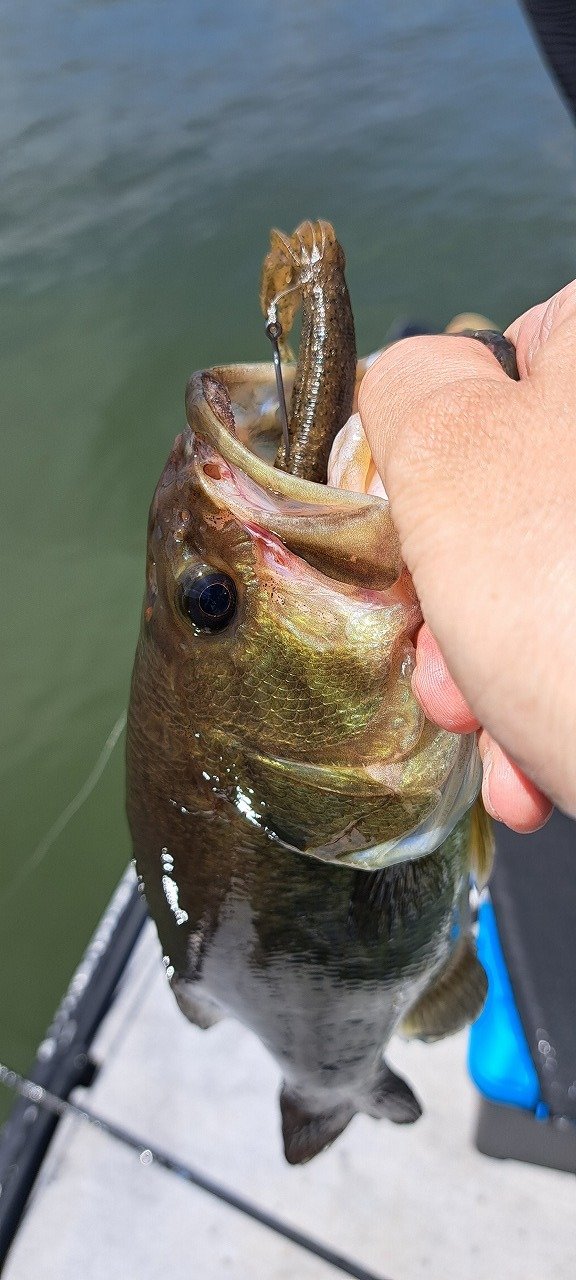 ダイワ ベイトリール ジリオン SV TW 1000XHL 2021年モデル (左巻