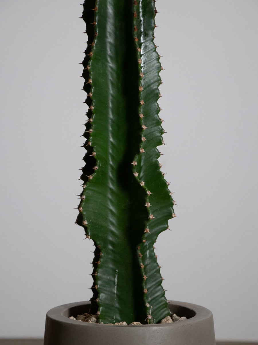 ユーフォルビア インゲンス