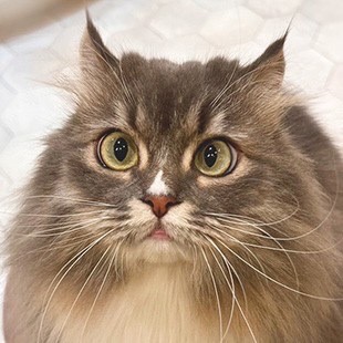 宮崎橘通店 猫一覧｜猫カフェ MOCHA(モカ)