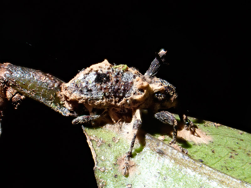ギャラリー：初飼育！ 冬虫夏草 写真15点 | ナショナルジオ