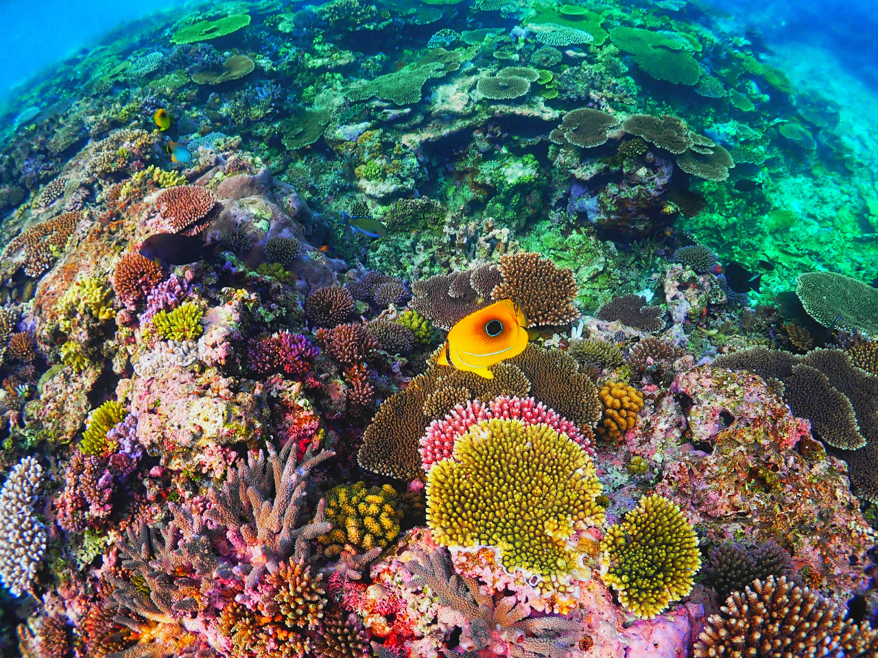 大神島】2025年大神島で唯一のボートシューノーケルツアー！受付開始