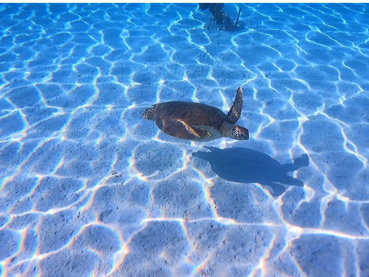 初心者でも簡単！サンゴの楽園でSUPクルージング◇半日ツアー