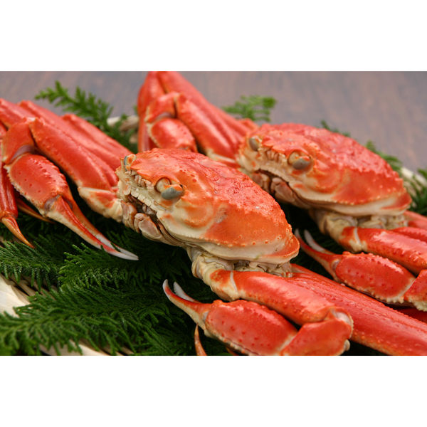 キングマカデミアンJAPAN ずわい蟹 K910020 1セット（直送品） - アスクル