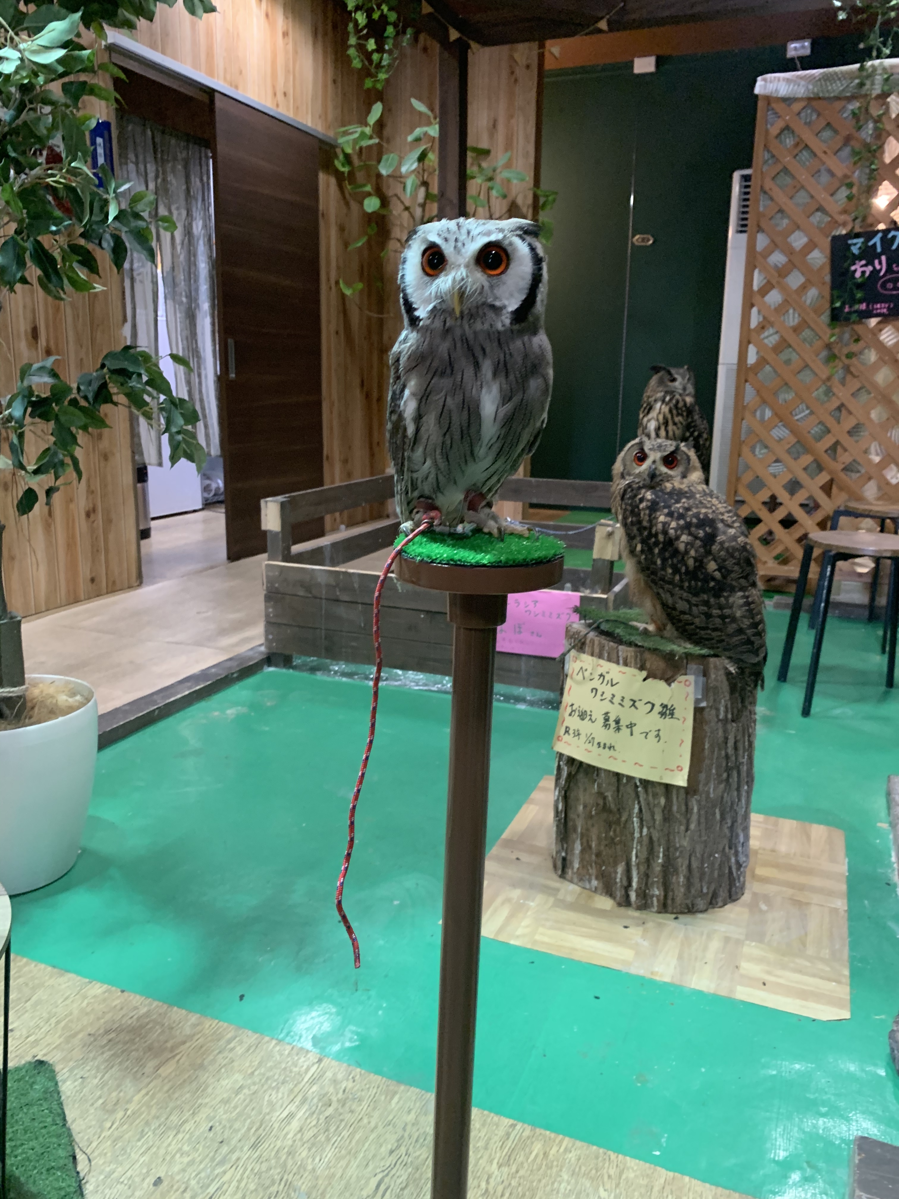 NEW猛禽MSパーチファルコンブロック（屋内用） グリーン 【公式通販】