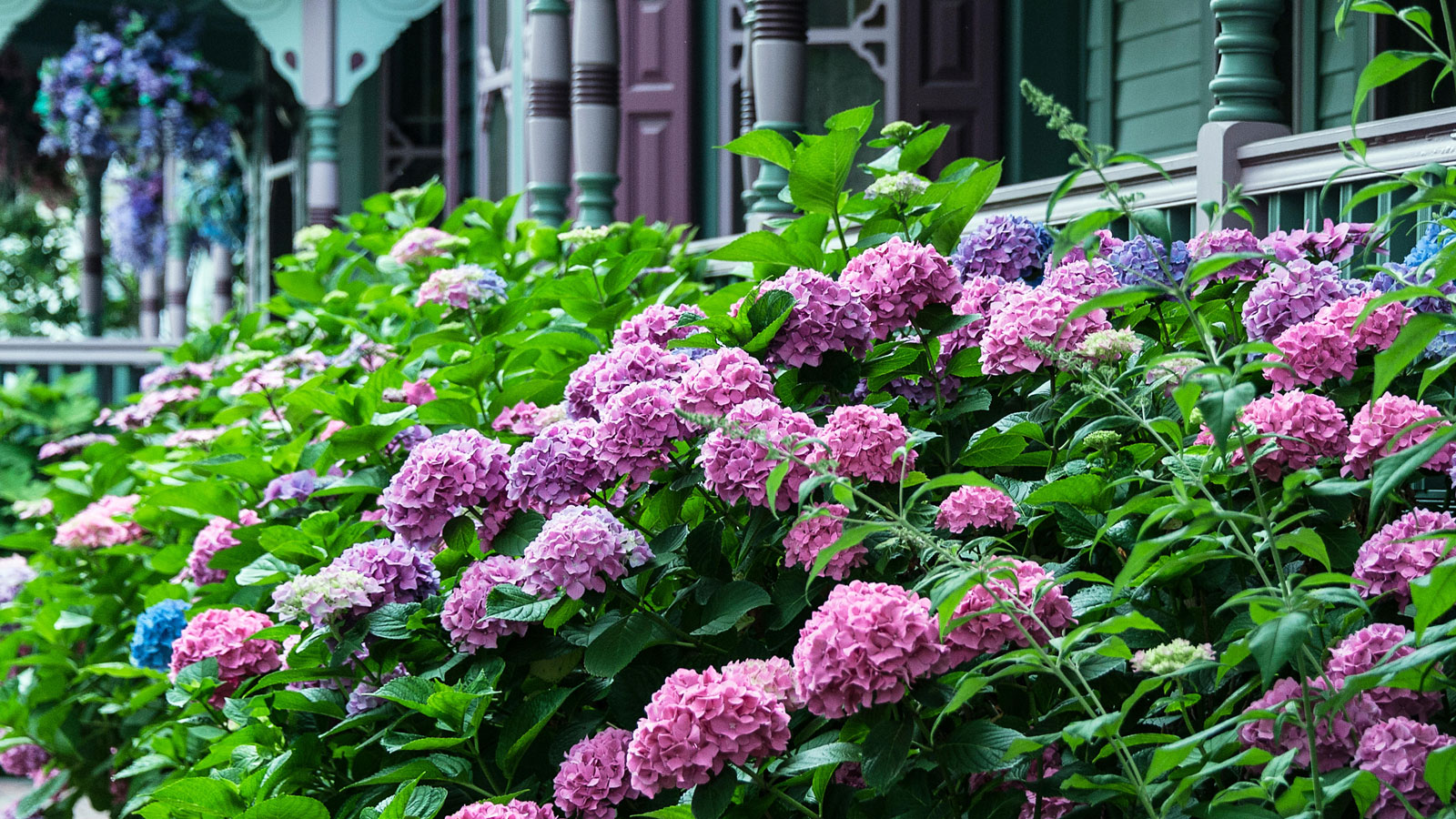 Hydrangea Shade Plants — 6 Varieties That Thrive in Less Light