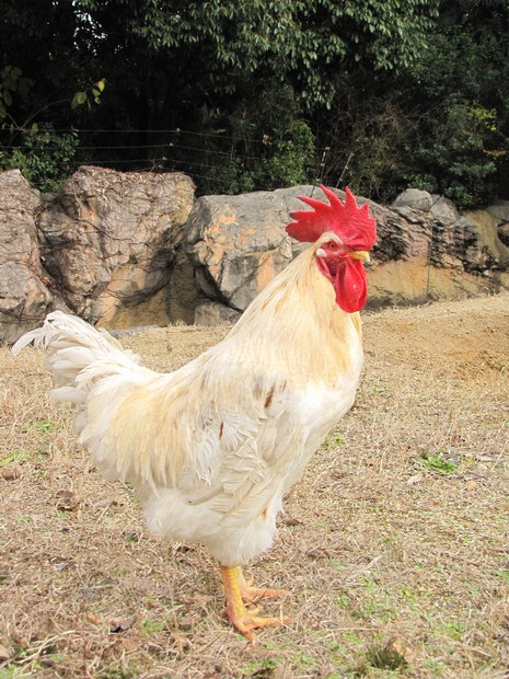 強運の鶏」天国へ 餌として来園、命の危機3度逃れ 天王寺動物園 | 毎日新聞