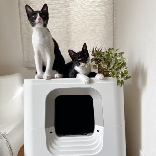 24時間全自動でお掃除 PURE CAT AUTO TOILET | PURE（ピュア）公式