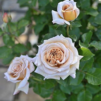 ラリ・デ・ガゼル – はなはなショップ