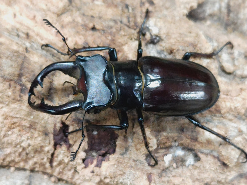 ミヤマクワガタ – クワガタムシ・カブトムシ昆虫専門店COLORS