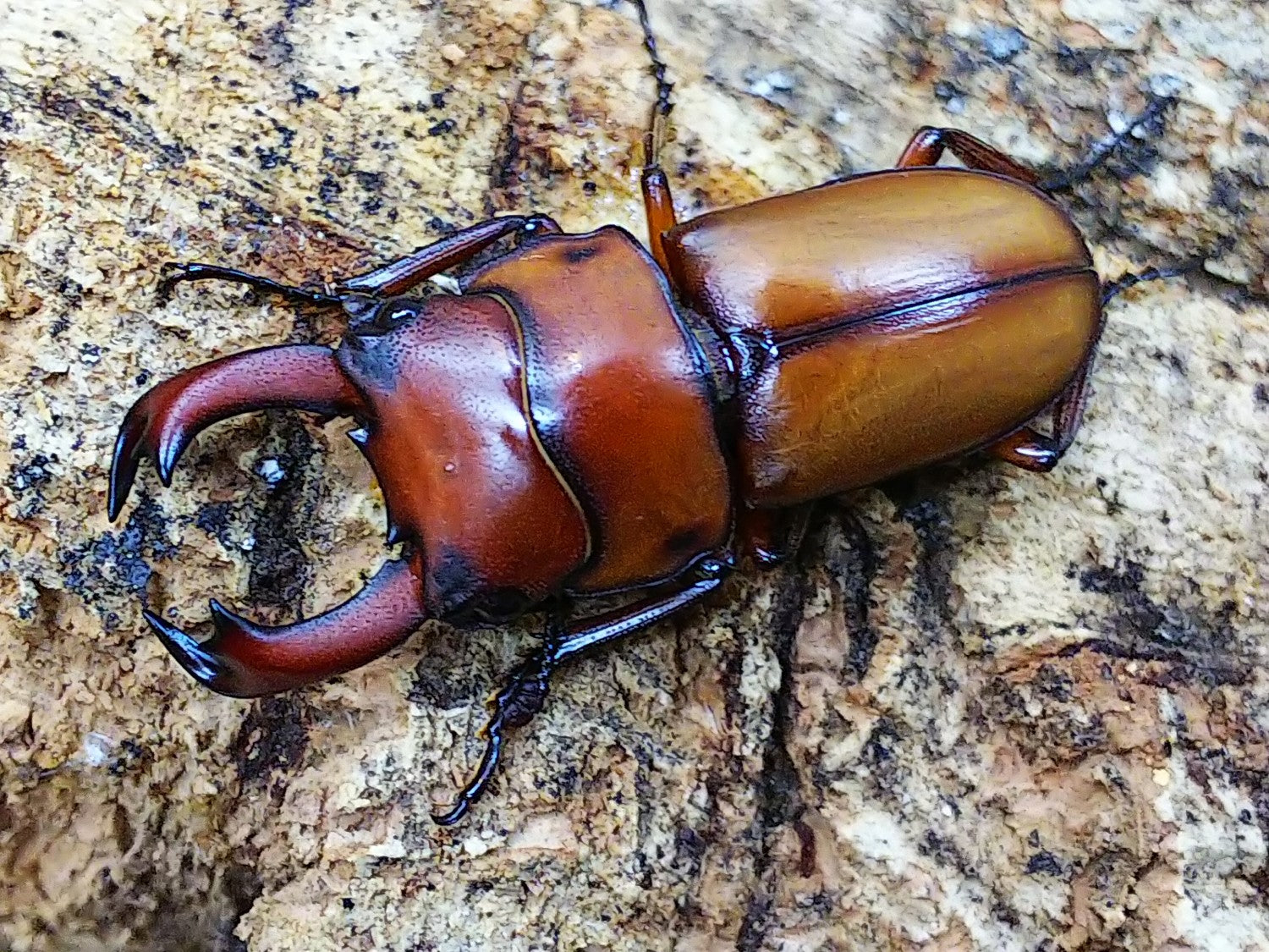 コクワガタ・スジクワガタ等 – クワガタムシ・カブトムシ昆虫専門店COLORS