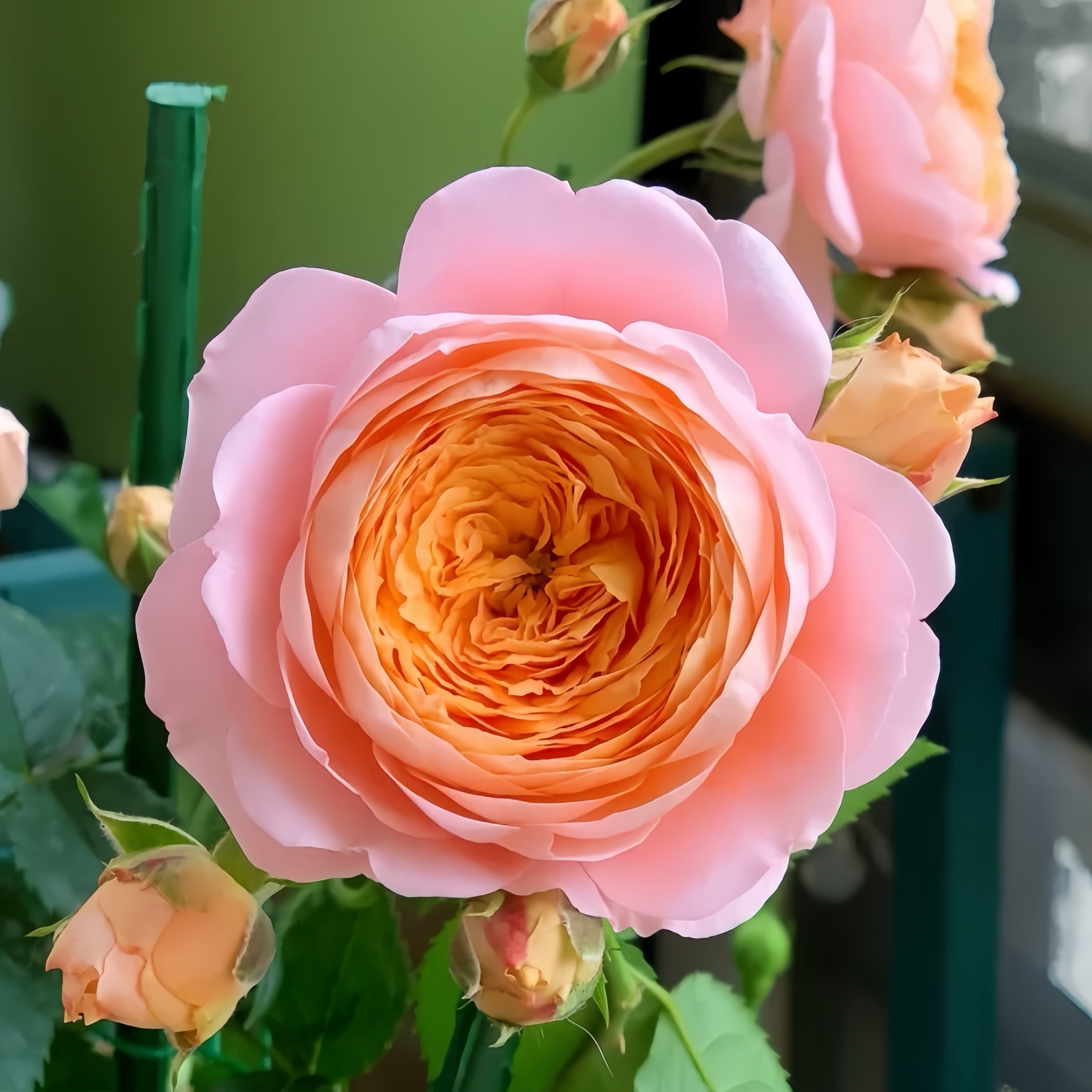🌹 Ju Zi Rose – The Rare Gem for Collectors and Garden Lovers