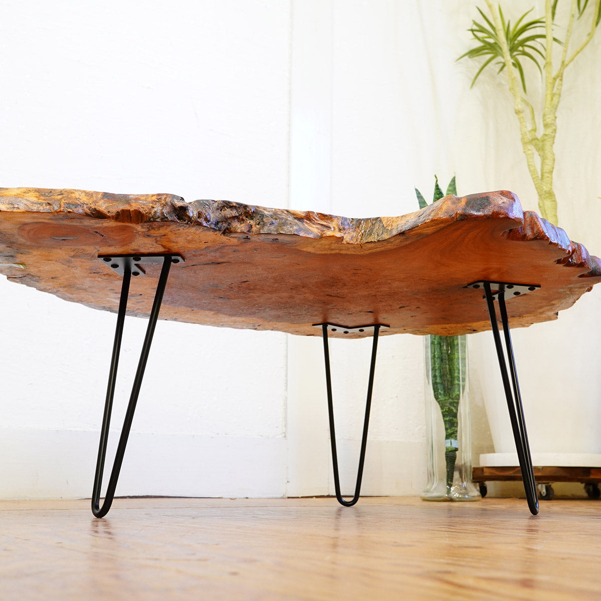 無垢 輪切りの立派なこぶ付き一枚板に新品の鉄脚を付けて作った