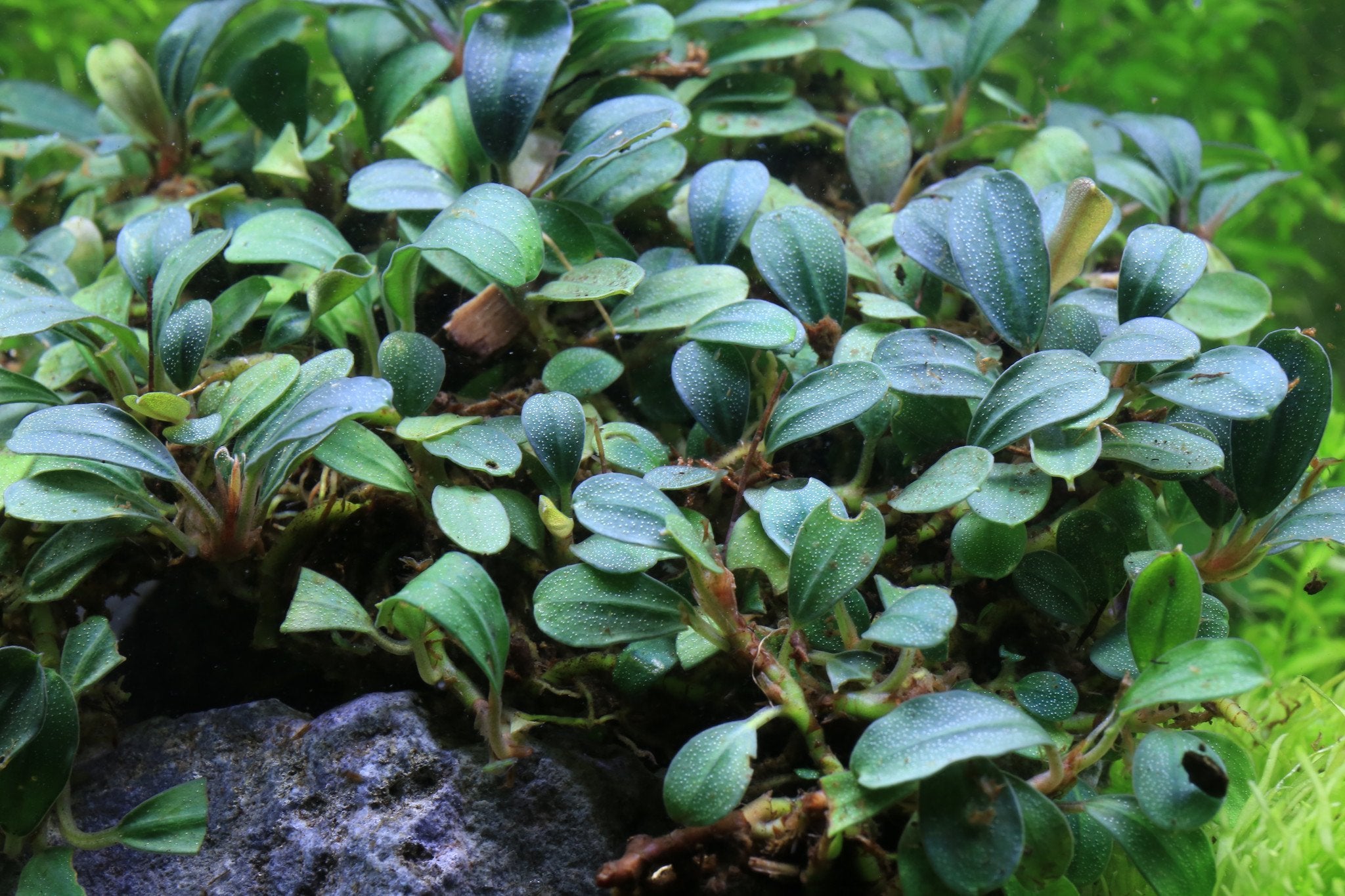 Bucephalandra sp. Black Pearl希少種☆美株大株 Bucephalandra sp