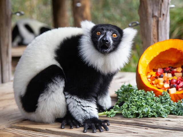 狐猿(キツネザル)」の意味や使い方 わかりやすく解説 Weblio辞書