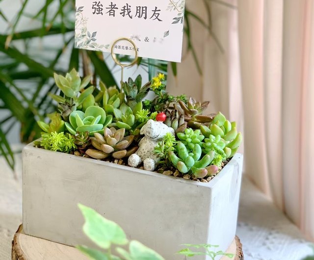 21%OFF】台湾 【開店祝いに最適】多肉植物の長方形セメント鉢｜新築