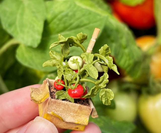 ロシア 段ボール箱に入ったミニチュアガーデントマトの苗 DOLLFOODS