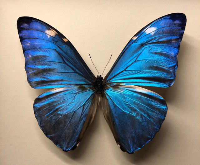 モルフォ蝶　まとめ売り　ブラジル産❗️　蝶標本 モルフォ蝶 まとめ売り ブラジル産 蝶標本 <0907z標本・蝶> 蝶の標本