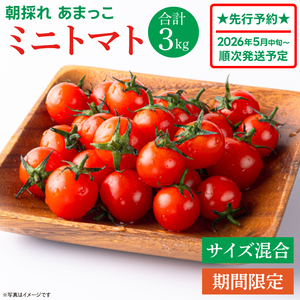 先行予約☆2026年5月中旬頃～順次発送！】【人気商品】朝採れ あまっこ