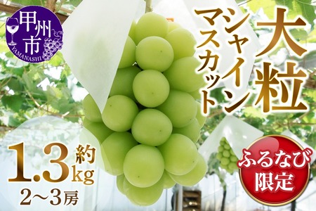 ふるなび限定】甲州市産厳選旬の大粒シャインマスカット 約1.3kg 2～3